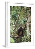 Agile Gibbon-DLILLC-Framed Photographic Print