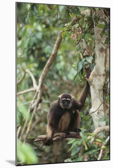 Agile Gibbon-DLILLC-Mounted Photographic Print