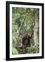 Agile Gibbon-DLILLC-Framed Photographic Print