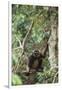 Agile Gibbon-DLILLC-Framed Photographic Print