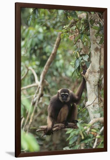 Agile Gibbon-DLILLC-Framed Photographic Print