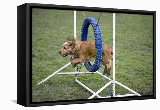 Agility Cocker Spaniel Jumping Through Hoop-null-Framed Stretched Canvas