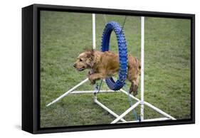 Agility Cocker Spaniel Jumping Through Hoop-null-Framed Stretched Canvas
