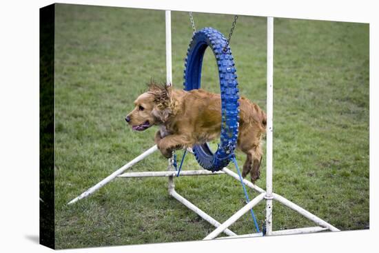 Agility Cocker Spaniel Jumping Through Hoop-null-Stretched Canvas