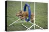 Agility Cocker Spaniel Jumping Through Hoop-null-Stretched Canvas