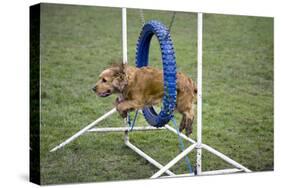 Agility Cocker Spaniel Jumping Through Hoop-null-Stretched Canvas