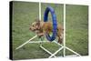 Agility Cocker Spaniel Jumping Through Hoop-null-Stretched Canvas