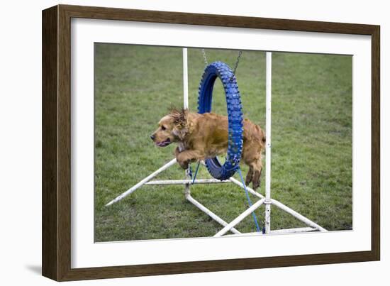 Agility Cocker Spaniel Jumping Through Hoop-null-Framed Photographic Print