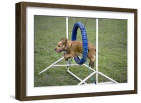 Agility Cocker Spaniel Jumping Through Hoop-null-Framed Photographic Print