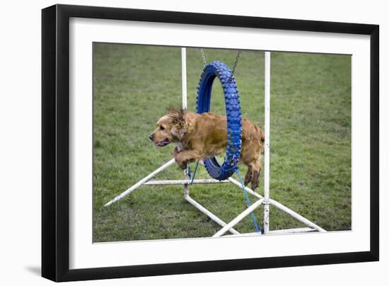 Agility Cocker Spaniel Jumping Through Hoop-null-Framed Photographic Print