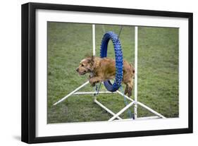 Agility Cocker Spaniel Jumping Through Hoop-null-Framed Photographic Print