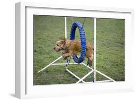 Agility Cocker Spaniel Jumping Through Hoop-null-Framed Photographic Print