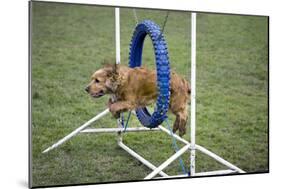 Agility Cocker Spaniel Jumping Through Hoop-null-Mounted Photographic Print