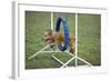 Agility Cocker Spaniel Jumping Through Hoop-null-Framed Photographic Print