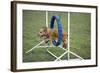 Agility Cocker Spaniel Jumping Through Hoop-null-Framed Photographic Print