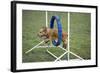 Agility Cocker Spaniel Jumping Through Hoop-null-Framed Photographic Print