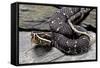 Agkistrodon Bilineatus (Mexican Moccasin)-Paul Starosta-Framed Stretched Canvas