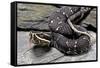 Agkistrodon Bilineatus (Mexican Moccasin)-Paul Starosta-Framed Stretched Canvas