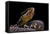 Agkistrodon Bilineatus (Mexican Moccasin)-Paul Starosta-Framed Stretched Canvas