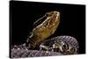 Agkistrodon Bilineatus (Mexican Moccasin)-Paul Starosta-Stretched Canvas