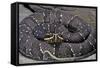Agkistrodon Bilineatus (Mexican Moccasin)-Paul Starosta-Framed Stretched Canvas