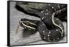 Agkistrodon Bilineatus (Mexican Moccasin)-Paul Starosta-Framed Stretched Canvas