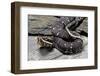 Agkistrodon Bilineatus (Mexican Moccasin)-Paul Starosta-Framed Photographic Print