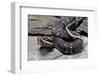 Agkistrodon Bilineatus (Mexican Moccasin)-Paul Starosta-Framed Photographic Print