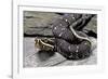 Agkistrodon Bilineatus (Mexican Moccasin)-Paul Starosta-Framed Photographic Print