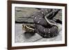 Agkistrodon Bilineatus (Mexican Moccasin)-Paul Starosta-Framed Photographic Print