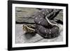 Agkistrodon Bilineatus (Mexican Moccasin)-Paul Starosta-Framed Photographic Print