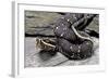 Agkistrodon Bilineatus (Mexican Moccasin)-Paul Starosta-Framed Photographic Print