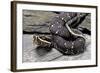 Agkistrodon Bilineatus (Mexican Moccasin)-Paul Starosta-Framed Photographic Print