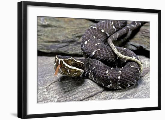 Agkistrodon Bilineatus (Mexican Moccasin)-Paul Starosta-Framed Photographic Print