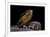 Agkistrodon Bilineatus (Mexican Moccasin)-Paul Starosta-Framed Photographic Print