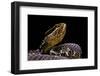 Agkistrodon Bilineatus (Mexican Moccasin)-Paul Starosta-Framed Photographic Print