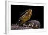 Agkistrodon Bilineatus (Mexican Moccasin)-Paul Starosta-Framed Photographic Print