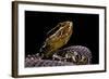 Agkistrodon Bilineatus (Mexican Moccasin)-Paul Starosta-Framed Photographic Print