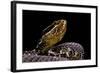 Agkistrodon Bilineatus (Mexican Moccasin)-Paul Starosta-Framed Photographic Print