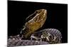 Agkistrodon Bilineatus (Mexican Moccasin)-Paul Starosta-Mounted Photographic Print