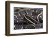 Agkistrodon Bilineatus (Mexican Moccasin)-Paul Starosta-Framed Photographic Print