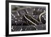 Agkistrodon Bilineatus (Mexican Moccasin)-Paul Starosta-Framed Photographic Print