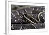 Agkistrodon Bilineatus (Mexican Moccasin)-Paul Starosta-Framed Photographic Print