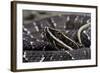 Agkistrodon Bilineatus (Mexican Moccasin)-Paul Starosta-Framed Photographic Print