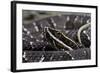 Agkistrodon Bilineatus (Mexican Moccasin)-Paul Starosta-Framed Photographic Print