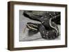 Agkistrodon Bilineatus (Mexican Moccasin)-Paul Starosta-Framed Photographic Print