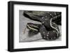 Agkistrodon Bilineatus (Mexican Moccasin)-Paul Starosta-Framed Photographic Print