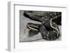 Agkistrodon Bilineatus (Mexican Moccasin)-Paul Starosta-Framed Photographic Print