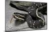 Agkistrodon Bilineatus (Mexican Moccasin)-Paul Starosta-Mounted Photographic Print