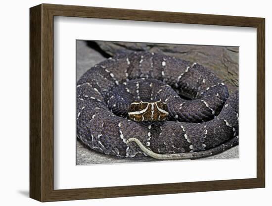 Agkistrodon Bilineatus (Mexican Moccasin)-Paul Starosta-Framed Photographic Print